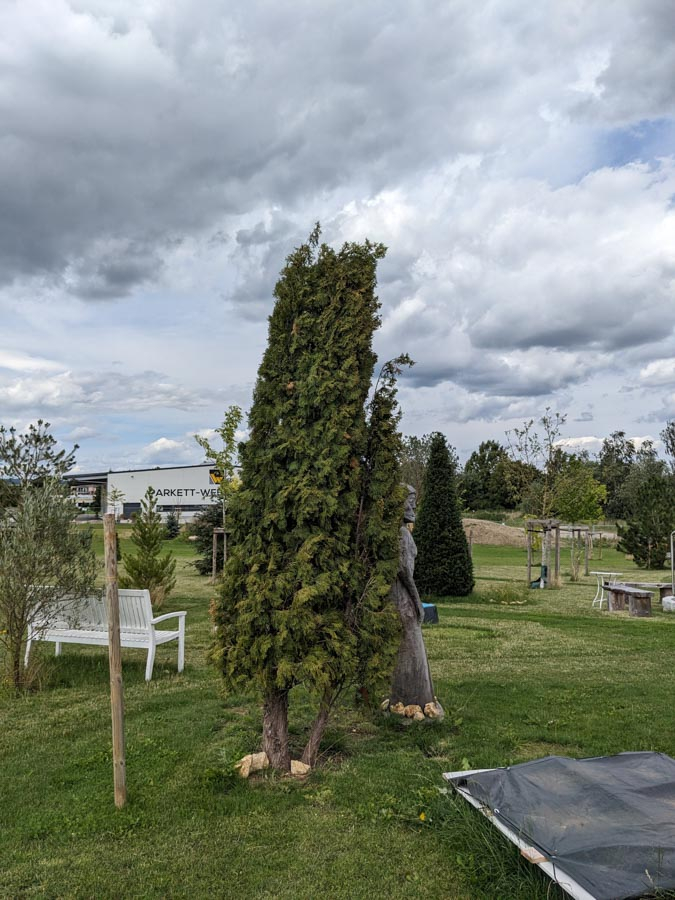 Smaragd-Thuja 